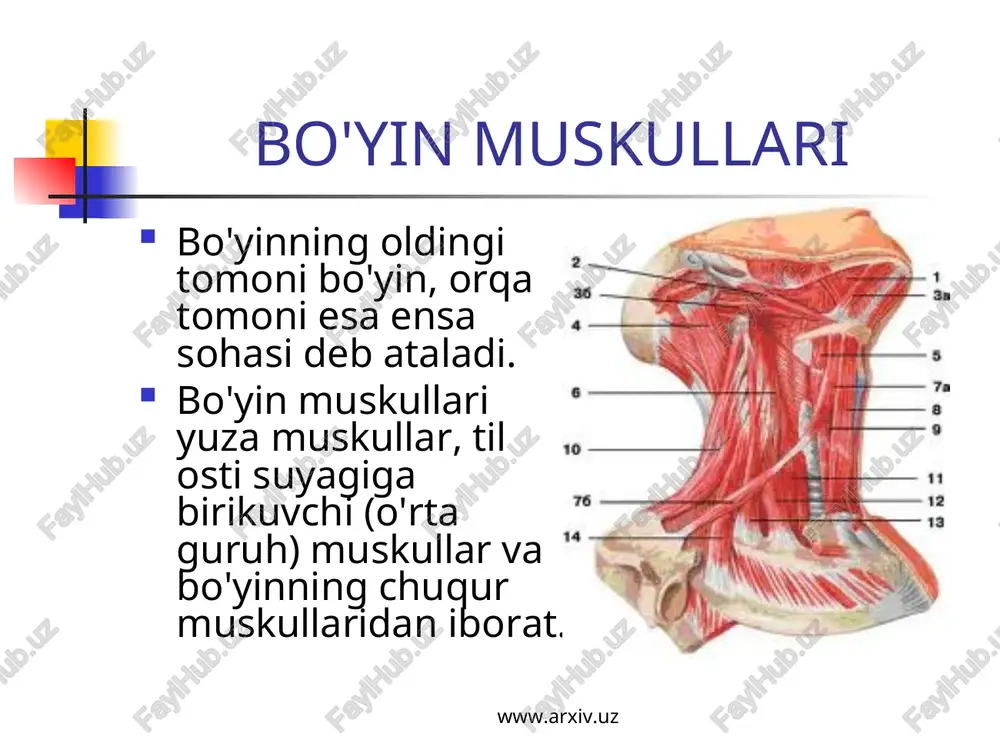 bo'yin muskullari — PPT