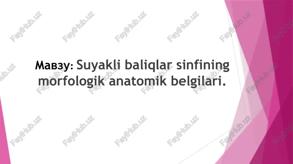 suyaklibaliqlarsinfiningmorfologikanatomikbelgilari — PPTX