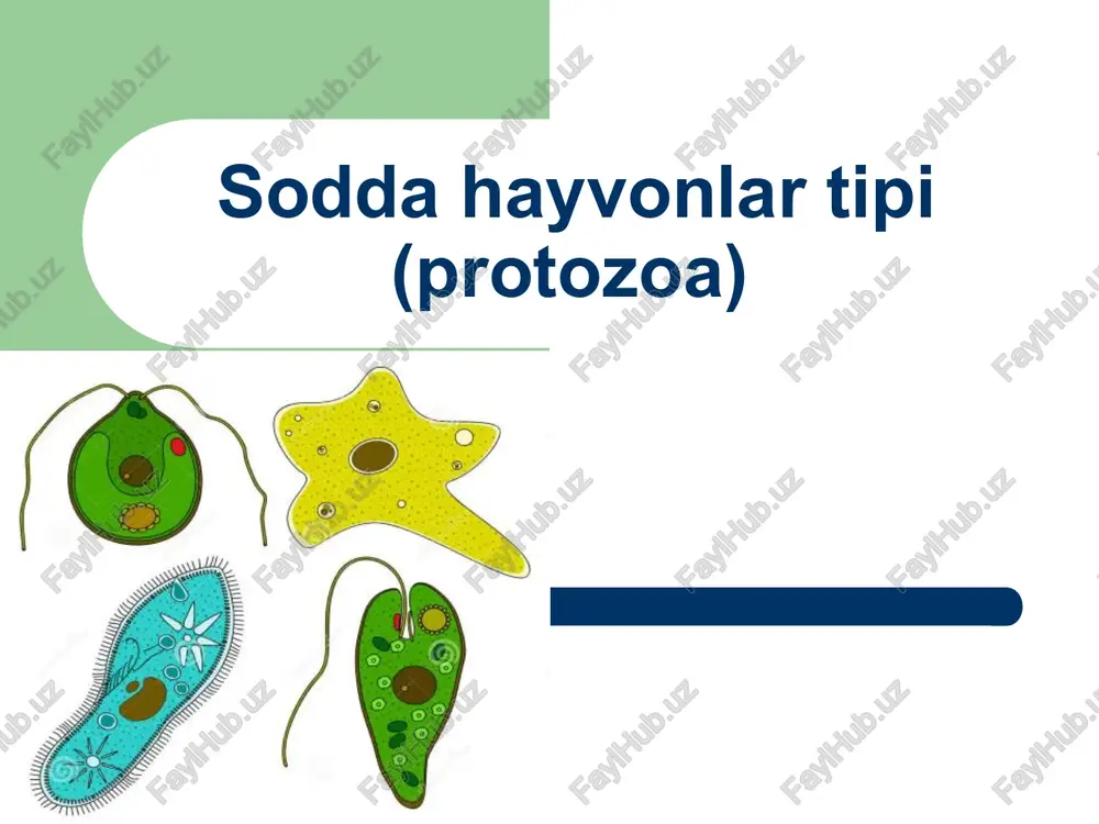 sodda hayvonlar tipi (protozoa) — PPT