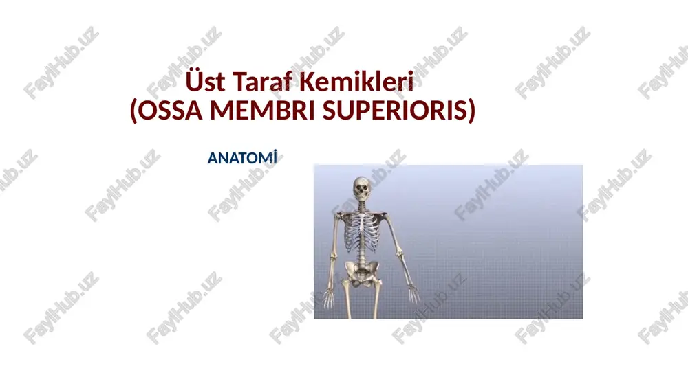 üst taraf kemikleri(ossa membri superioris) — PPTX