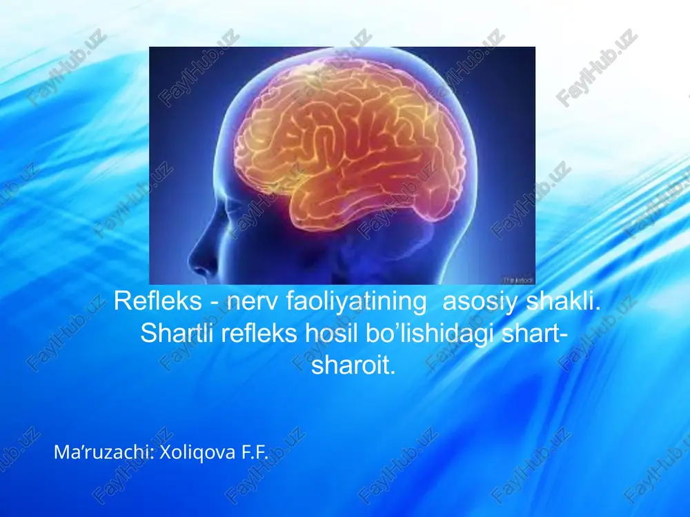 refleks-nerv faoliyati — PPTX