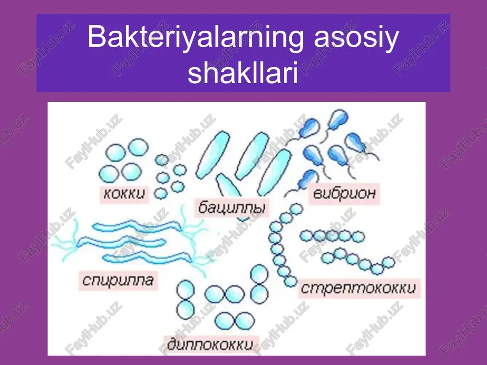 bakteriyalarning asosiy shakllari — PPT