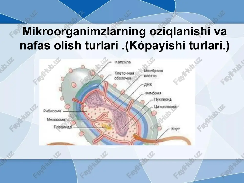 mikroorganizmlar — PPTX