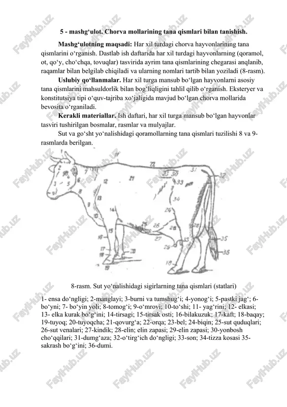 chorva mollarining tana qismlari — DOCX