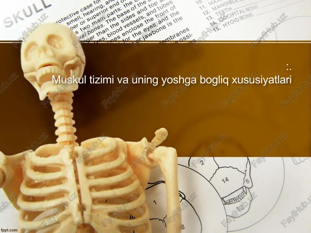 muskultizimivauningyoshgabogliqxususiyatlari — PPTX