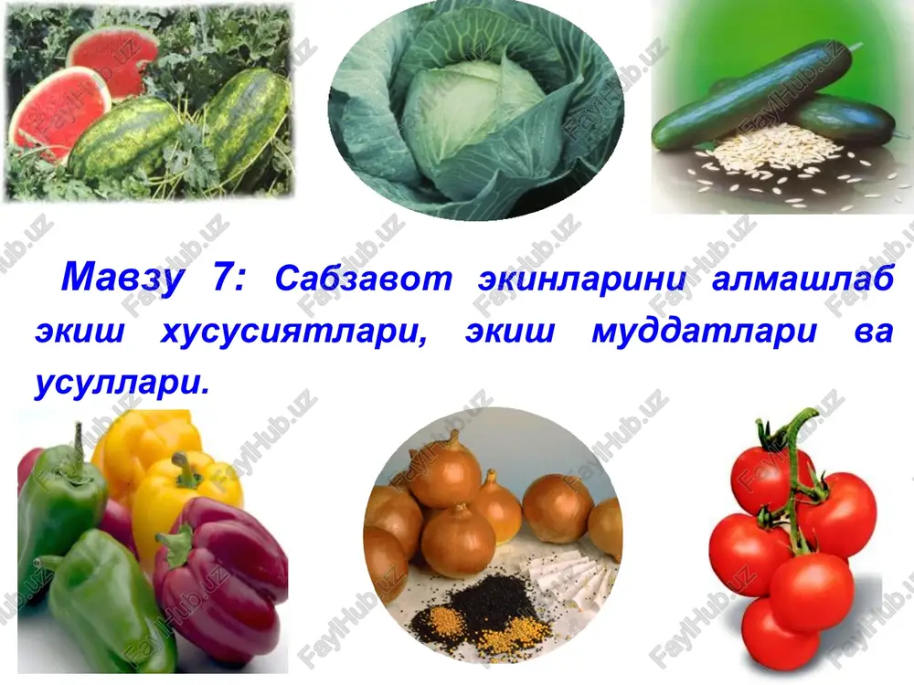 sabzavot ekishini o'rganuvchi mashg'ulot — PPT