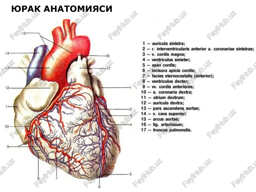 yurak anatomiyasi — PPT