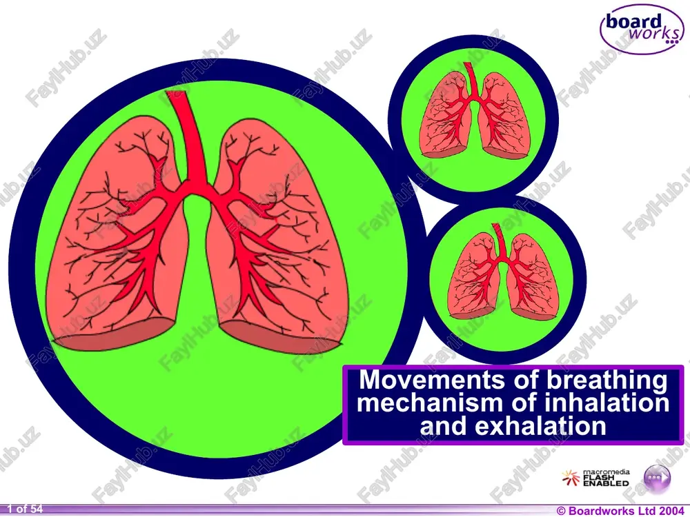 the breathing system — PPTX
