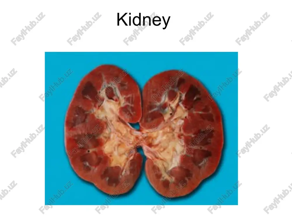 kidney — PPT