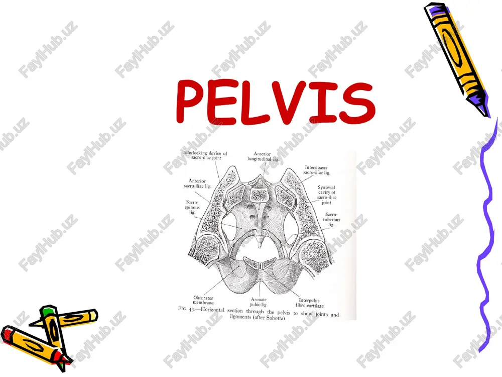 pelvis — PPT