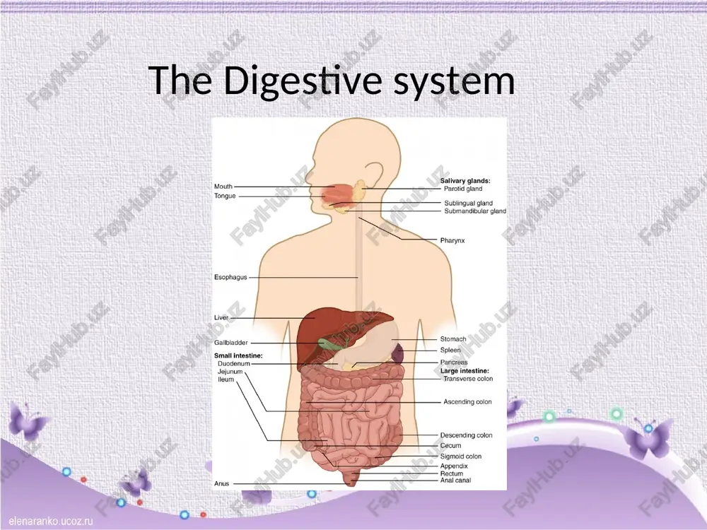 the digestive system — PPT
