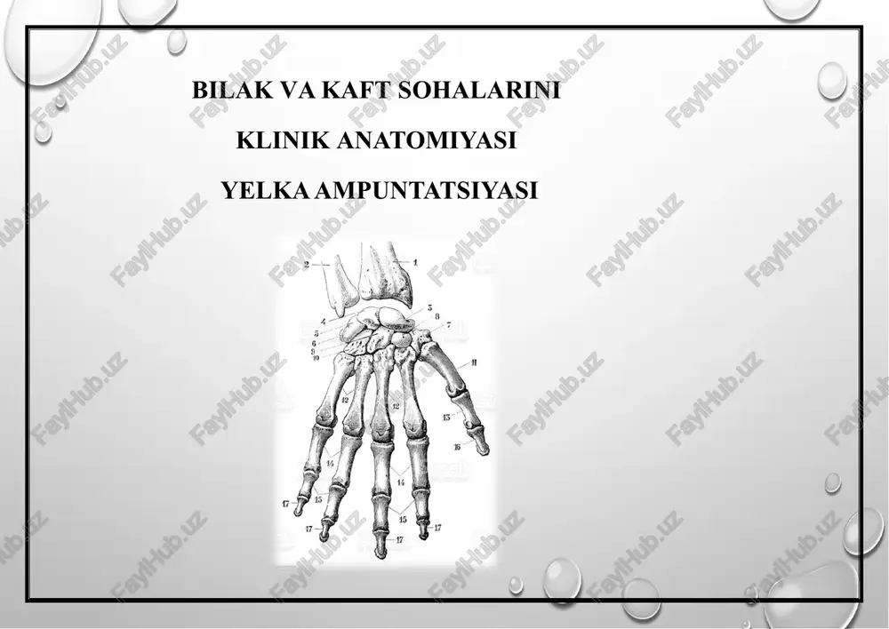 bilakva kaftsohalarini — PPTX