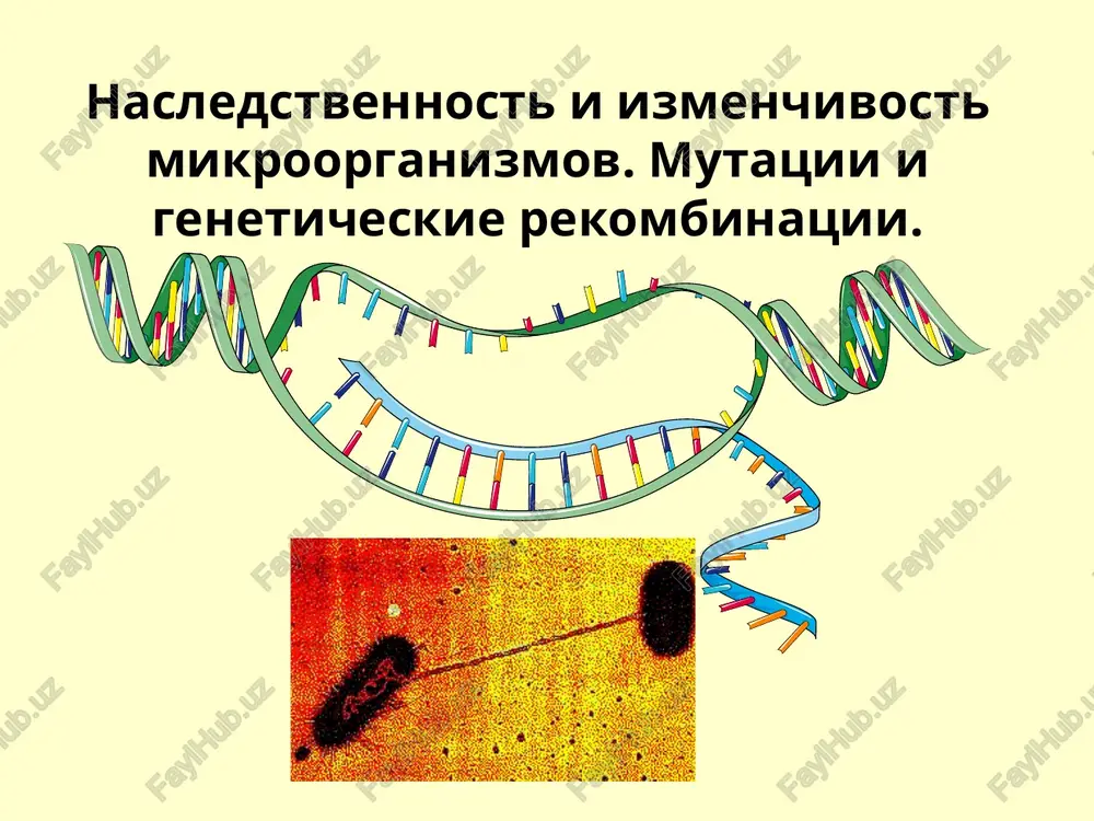 nasledstvennost va mikroorganizmlarning o'zgaruvchiligi — PPT