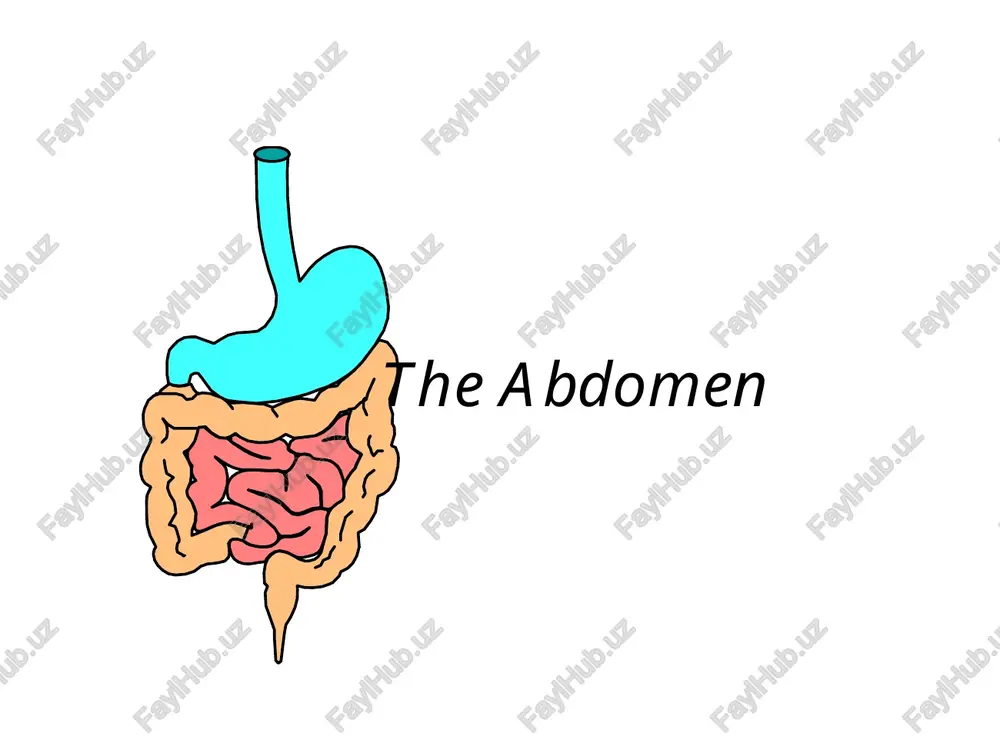 the abdomen functional anatomy 212 — PPT