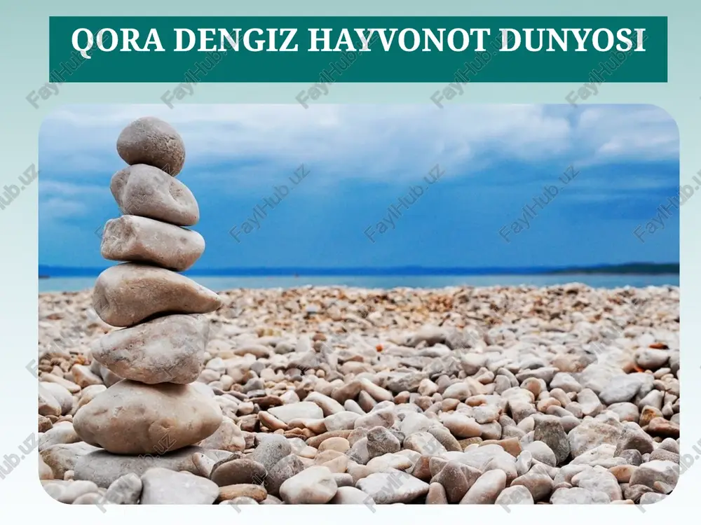 qora dengiz - hayvonotdunyosi — PPTX