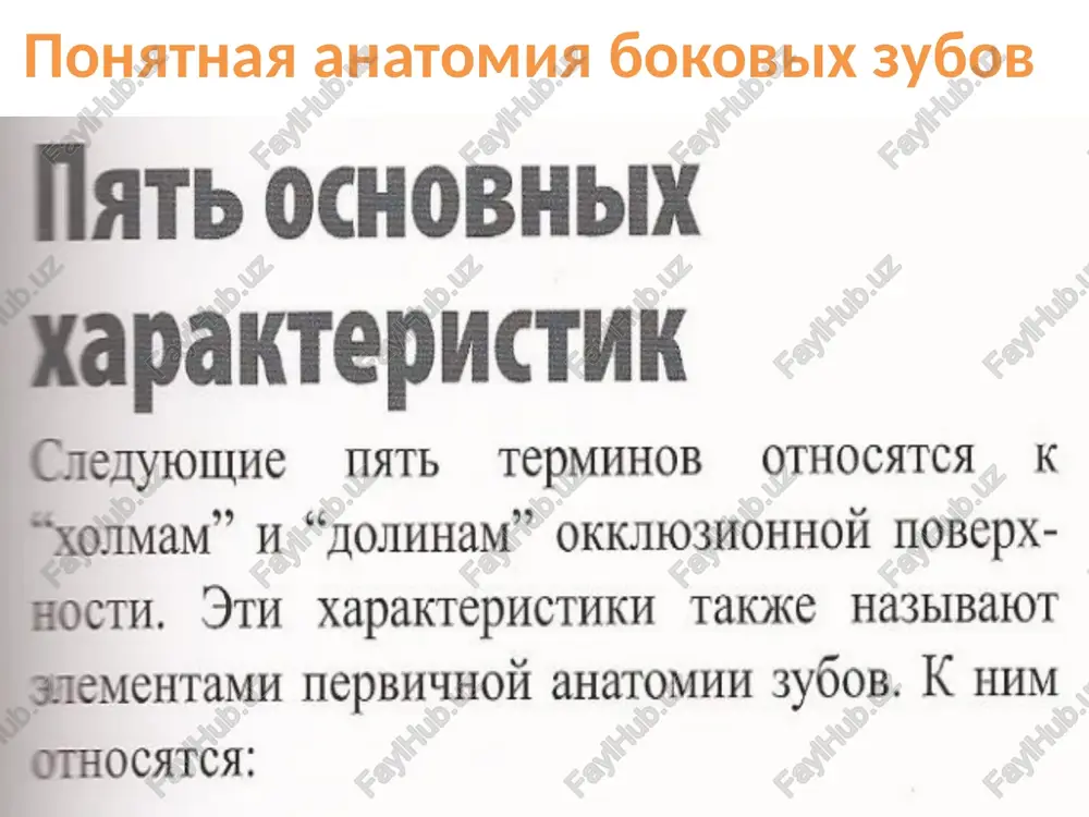 ponyatnaya anatomiya bokovix zubov — PPT