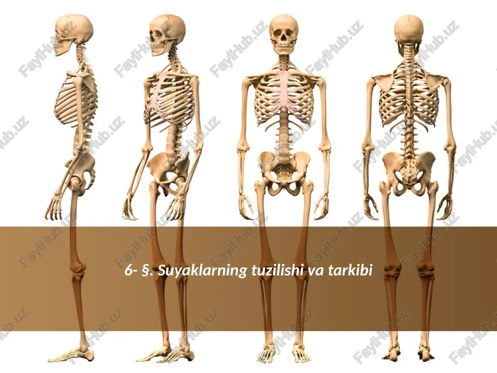 suyaklarning tuzilishi va tarkibi — PPTX