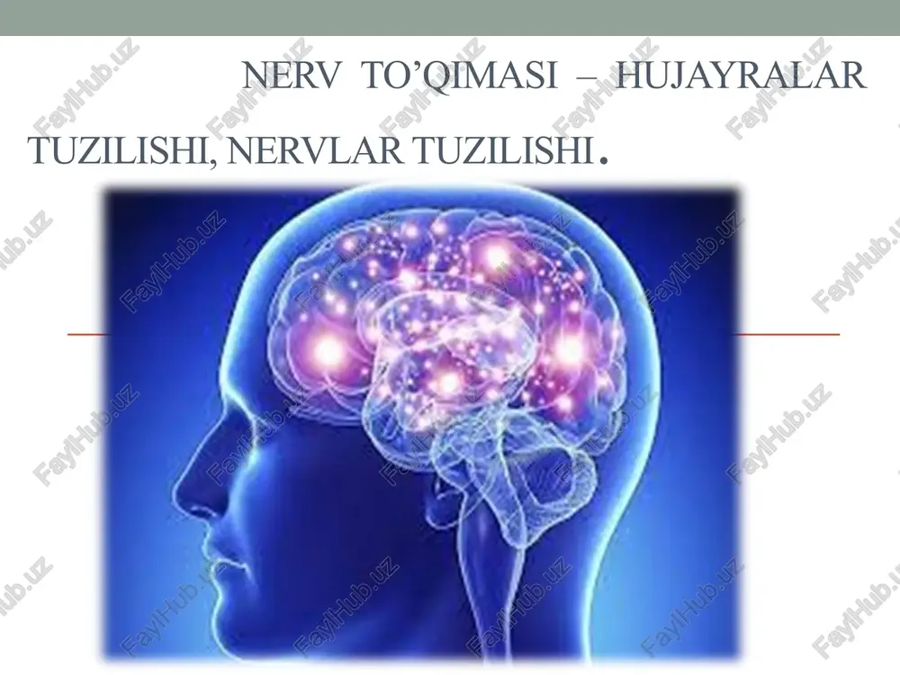 nervto’qimasi–hujayralar tuzilishi — PPTX