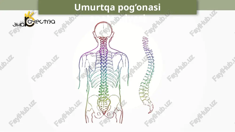 umurtqapog’onasianatomiyasi — PPTX
