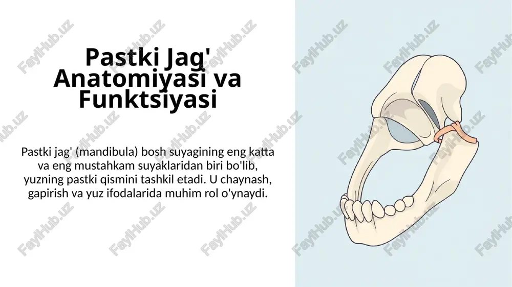 pastkijag'anatomiyasivafunktsiyasi — PPTX