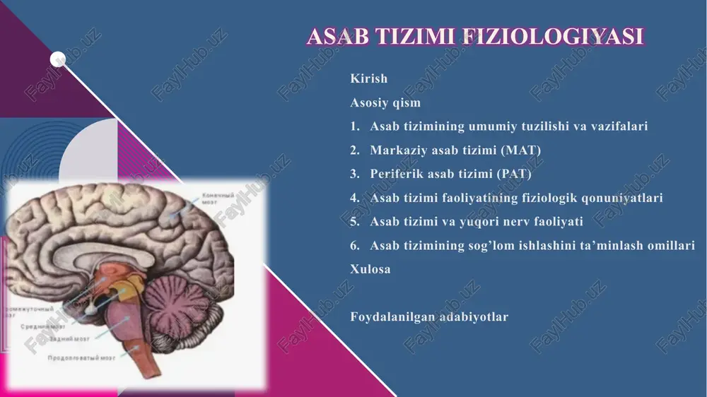 asabtizimifiziologiyasi — PPTX