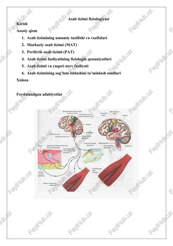 asab tizimi fiziologiyasi — DOCX