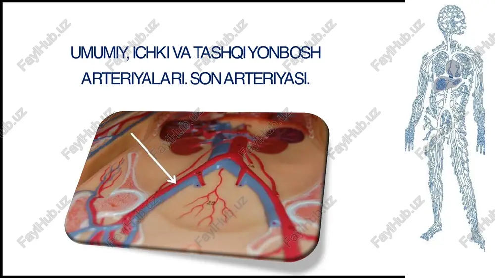umumiy, ichkii va tashqi yonbosh arteriyalari — PDF