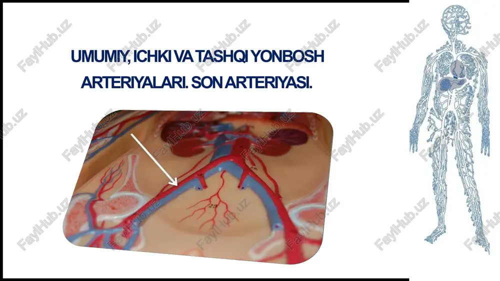 umumiyyonbosharteriyasi, ichkiyonbosharteriyasi — PPTX