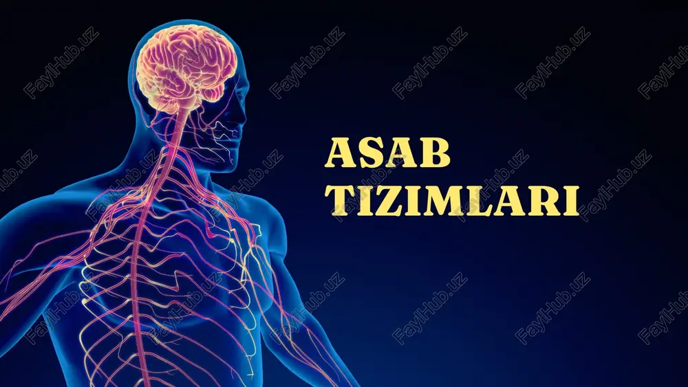 asab tizimlari — PPTX