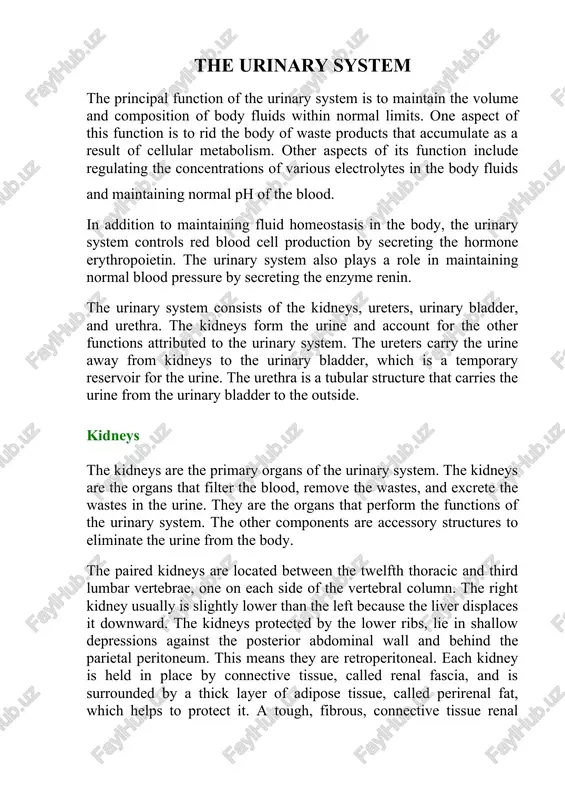 the urinary system — DOCX
