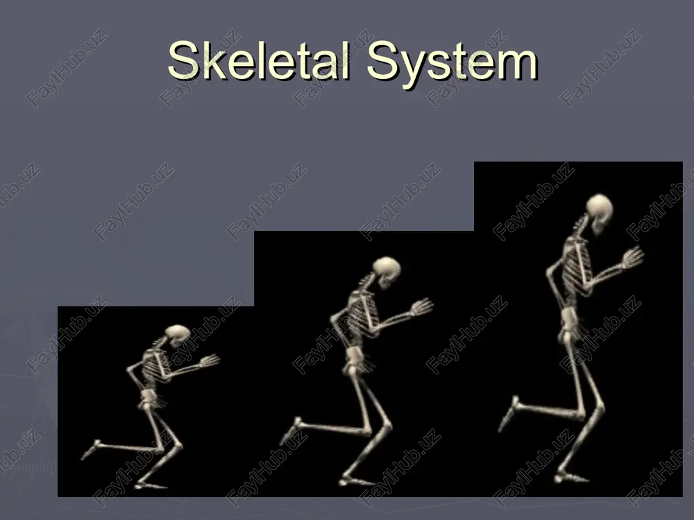 skeletal system — PPT