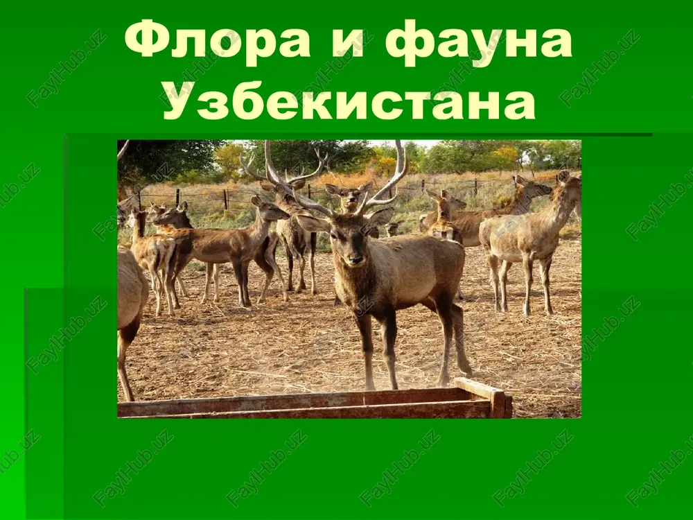 flora i fauna uzbekistana — PPTX
