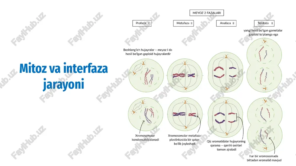 mitoz va interfaza jarayoni — PPTX