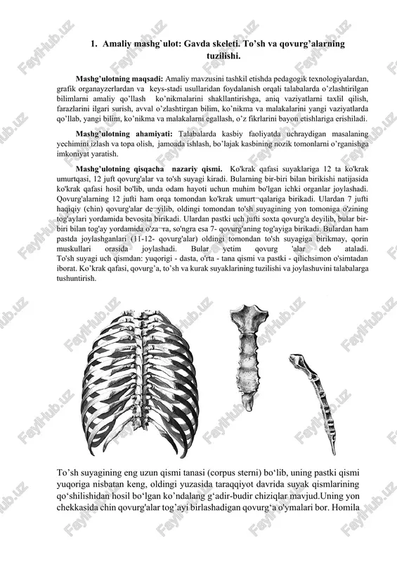 gavda skeleti — DOCX