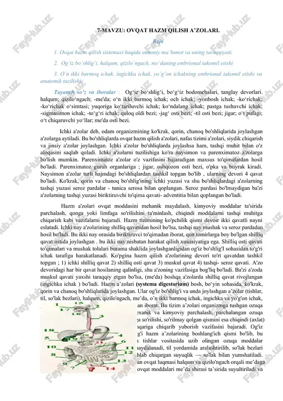 ovqat hazm qilish a’zolari — DOCX