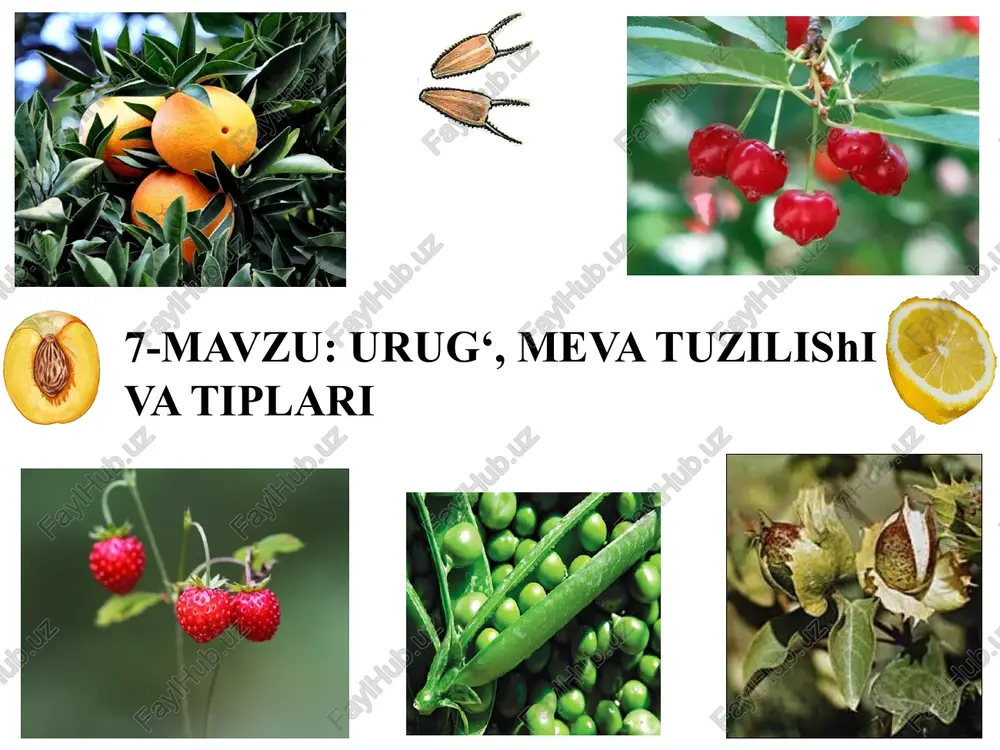 urug‘, mevatuzilishiva tiplari — PPTX