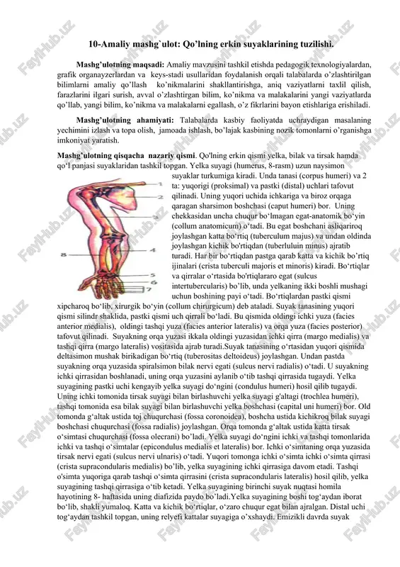 qo’lning erkin suyaklarining tuzilishi — DOCX