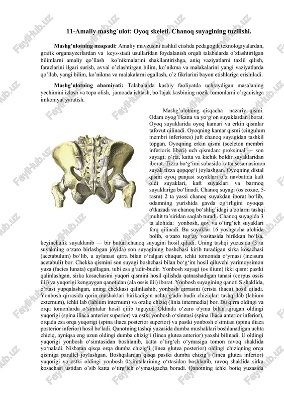 oyoq skeleti — DOCX