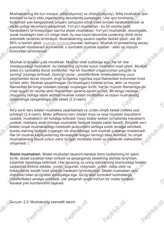 mushaklar anatomiyasi — DOCX