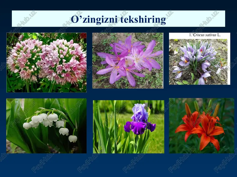 salabdoshlar-orchidaceae oilasi — PPTX