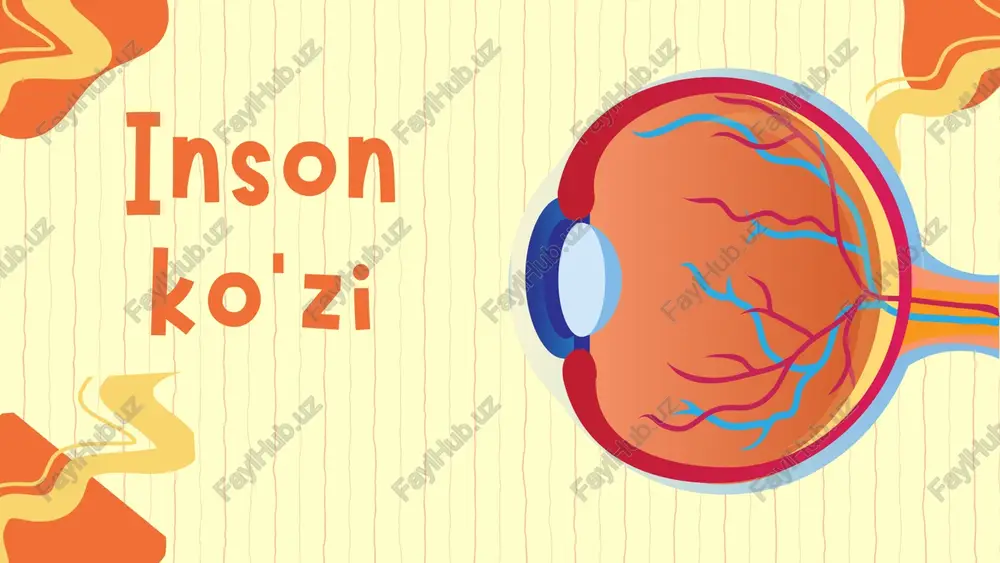 inson ko'zi — PPTX