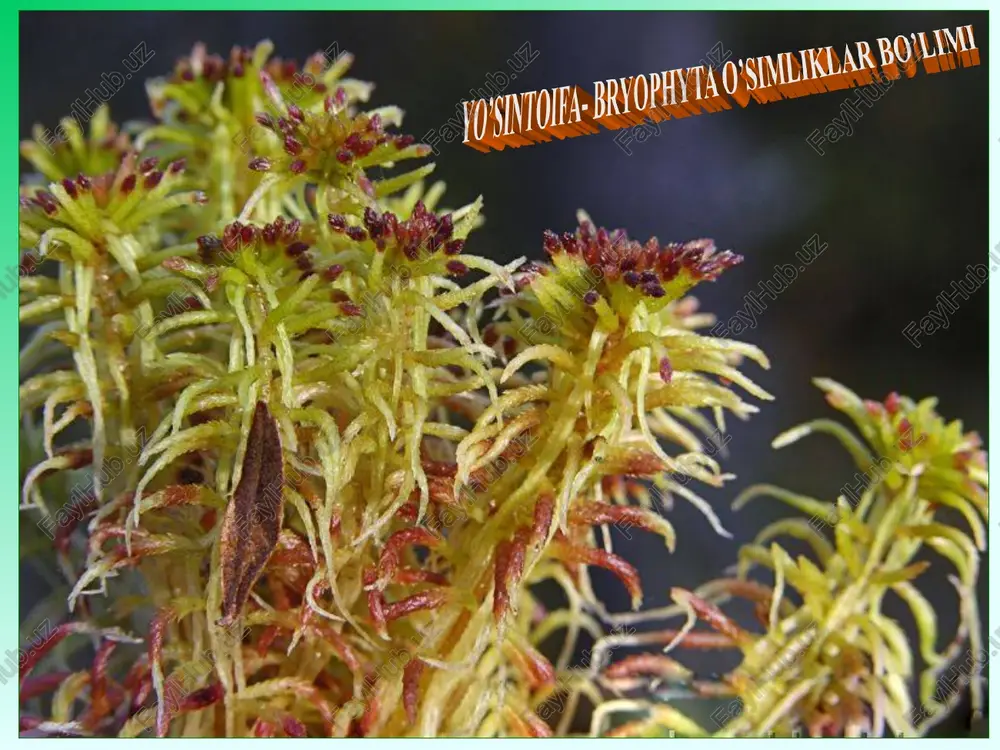 yo‘sintoifa (moxtoifa) - bryophyta o‘simliklar bo‘limi — PPT