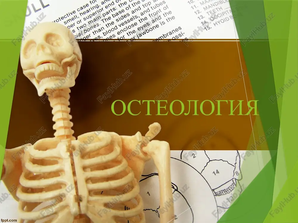 osteologiya — PPTX