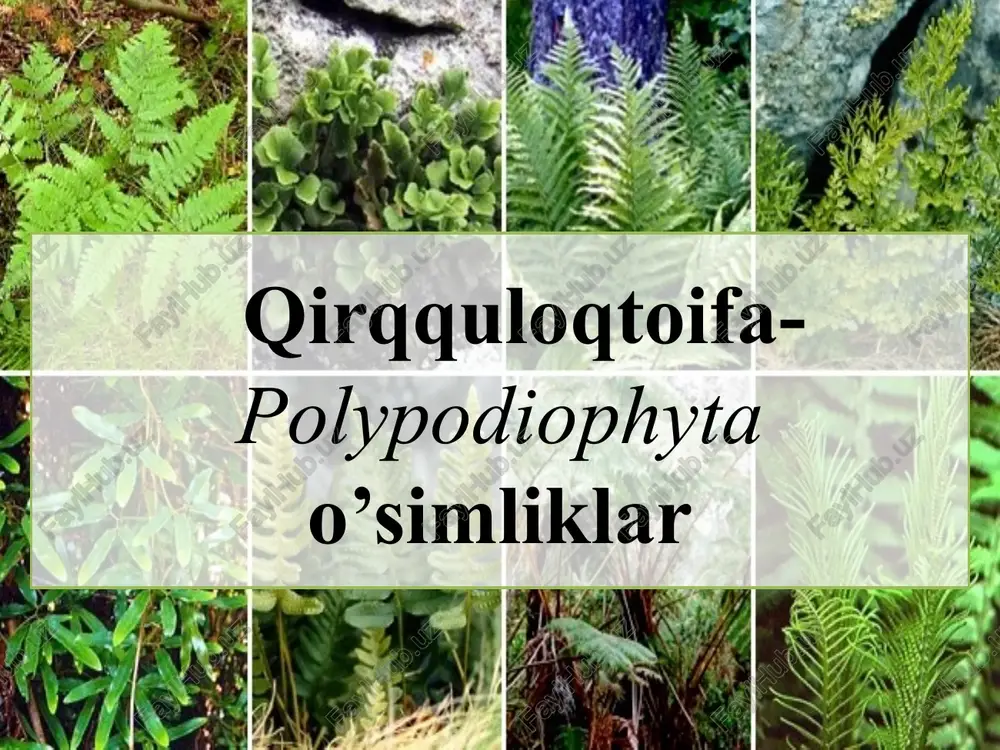 qirqquloqtoifa-polypodiophyta o’simliklar — PPTX