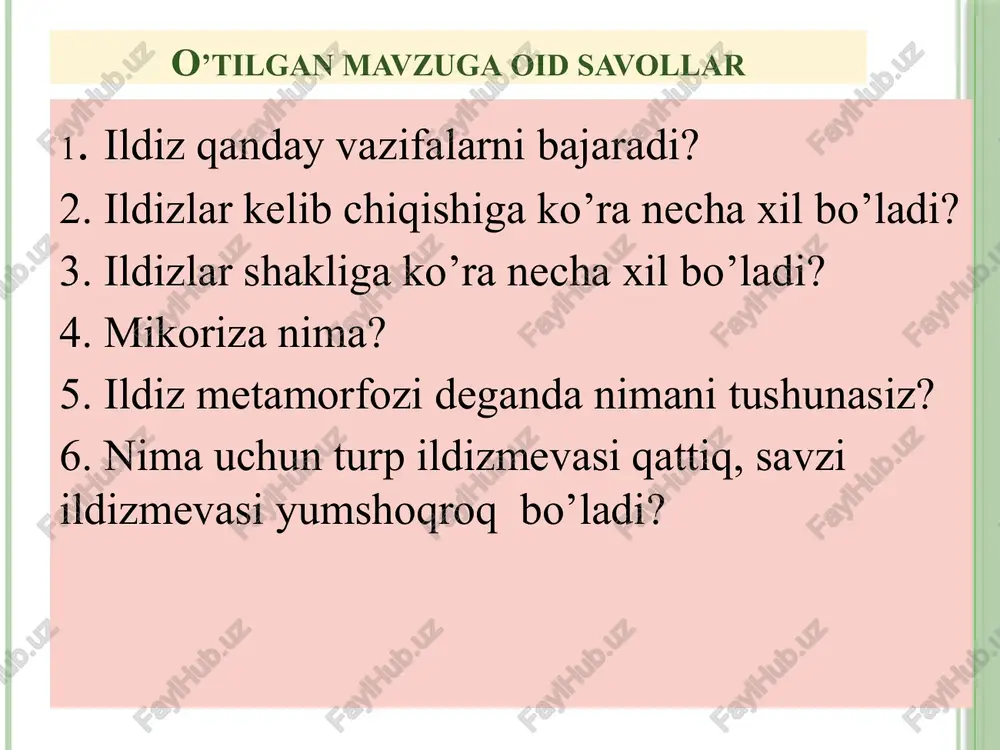 ildizning anatomik tuzilishi — PPTX