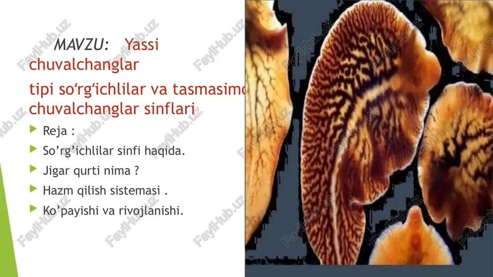 so’rg’ichlilar va tasmasimon chuvalchanglar — PPTX
