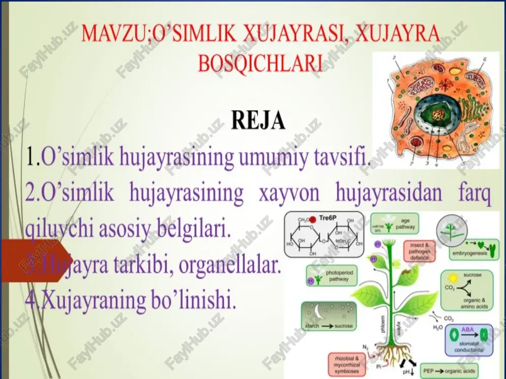 hujayralar tuzilishi — PPT