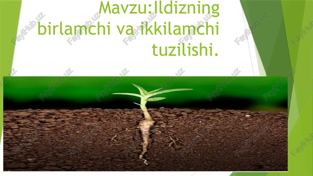 ildizning birlamchi va ikkilamchi tuzilishi — PPTX