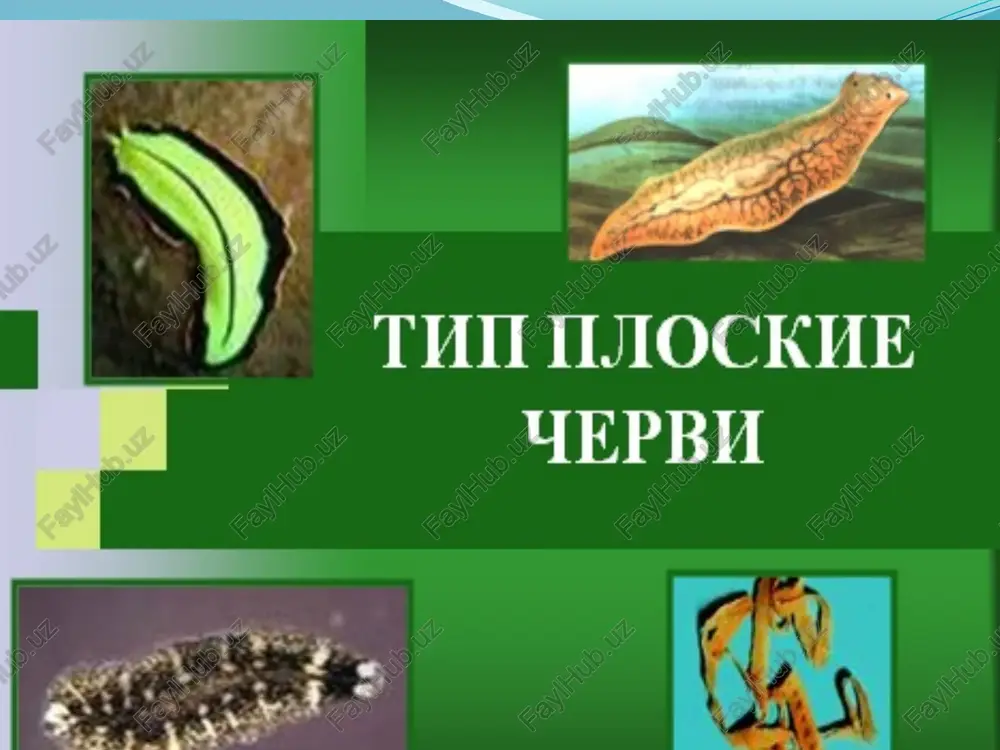 yassi chuvalchanglarning tipik va priklich chuvalchanglar va so'rg'ichlilarsinflari — PPTX