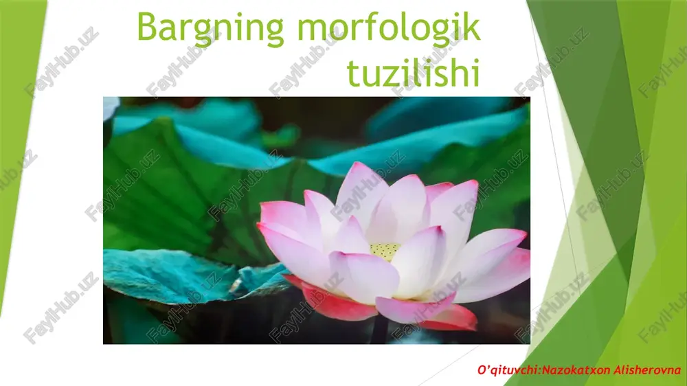 bargning morfologik tuzilishi — PPTX
